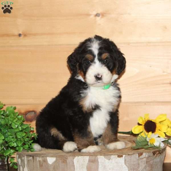 Bluebird – F1, Bernedoodle Puppy